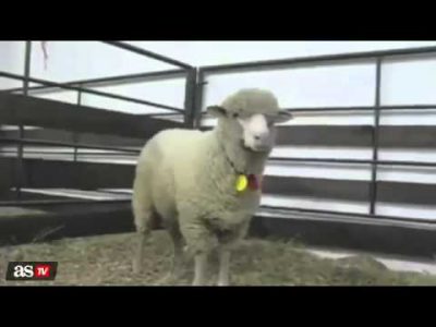 el quotsquot de cristiano ronaldo en su versin ms 039animal039 youtube 14215727978gkn4