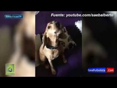 perro imita el grito de cristiano ronaldo uuuuuhhh 2015 youtube 14214852168k4ng