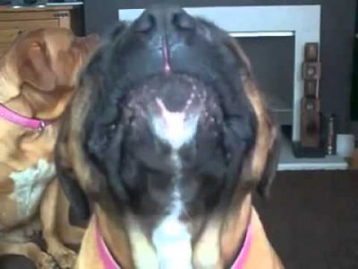 the dog loves leeds united and hates manchester united. youtube 1424258491k4ng8