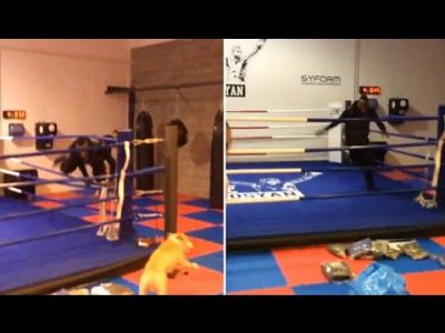 mario balotelli is petrified by friendly looking dog gets chased around a boxing ring youtube 1426068262g48nk